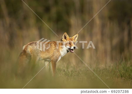 Close up of a playful Red fox standing in the field of grass 69207286