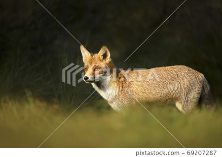 Close up of a young Red fox standing in grass Close up of a young Red fox standing in grass 69207287