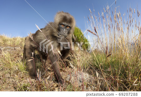 Gelada monkey grazing in Simien mountains 69207288