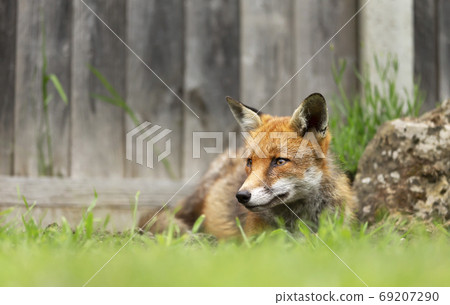 Red fox lying on grass by a wooden fence 69207290