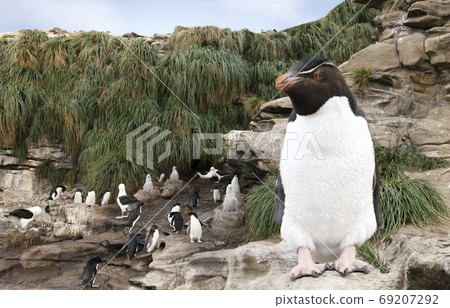 Close up of Southern rockhopper penguin standing on a rock 69207292