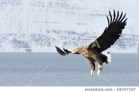 White-tailed sea Eagle in flight 69207297