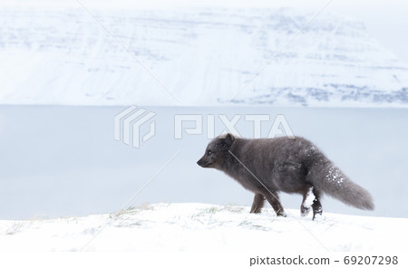 Arctic fox walking on the coast in winter Arctic fox walking on the coast in winter 69207298