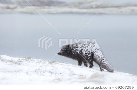 Arctic fox walking on the coast in winter Arctic fox walking on the coast in winter 69207299
