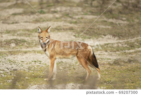 Close up of a rare and endangered Ethiopian wolf Close up of a rare and endangered Ethiopian wolf 69207300