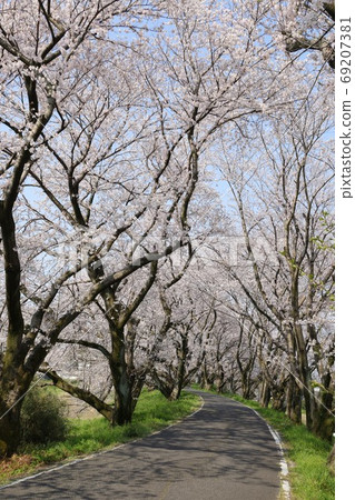 Cherry Blossoms	 69207381