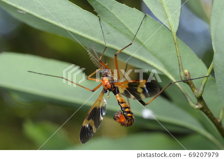 ori川楔鬍子濃湯 69207979