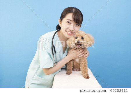 Toy poodle and female veterinarian smiling with sticking out tongue 69208311