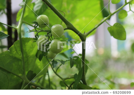Unripe Petit Tomato Fruit (Korea) Unripe Petit Tomato Fruit (Korea) 69208699