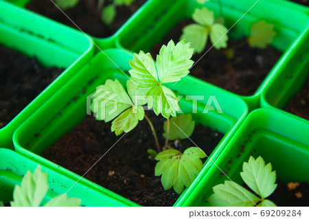 Potted seedlings of strawberry 69209284