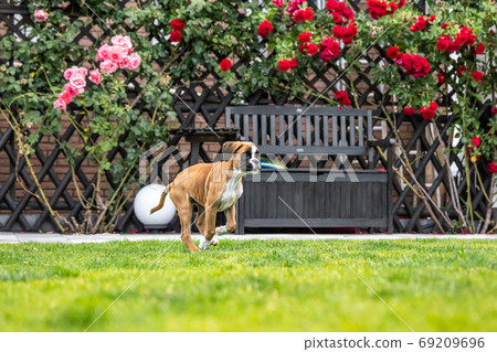 8 weeks young purebred golden german boxer dog puppy running and junping 8 weeks young purebred golden german boxer dog puppy running and junping 69209696