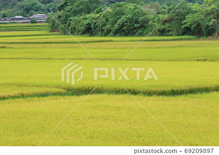 Paddy fields Huadong Rift Valley Taiwan Paddy fields Huadong Rift Valley Taiwan 69209897
