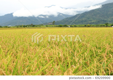Paddy fields Huadong Rift Valley Taiwan 69209900