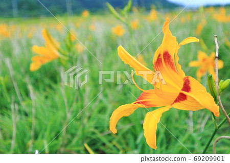 Golden Needle Flower Sixty Rock Mountain East Rift Valley Taiwan 69209901