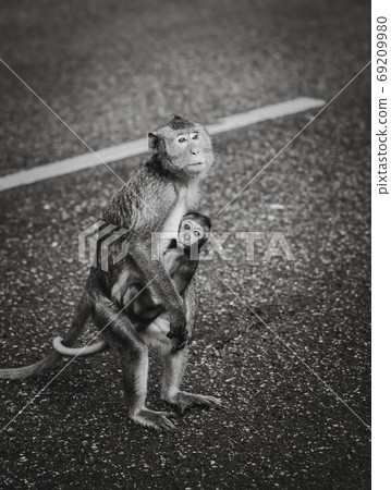 Monkey mother with baby monkey on gray road background. Cute bab Monkey mother with baby monkey on gray road background. Cute bab 69209980