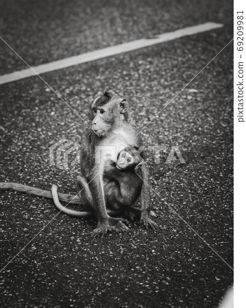 Monkey mother with baby monkey on gray road background. Cute bab Monkey mother with baby monkey on gray road background. Cute bab 69209981