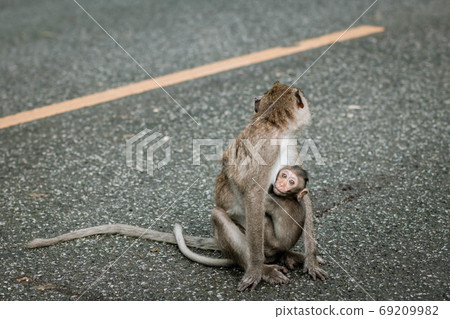 Monkey mother with baby monkey on gray road background. Cute bab Monkey mother with baby monkey on gray road background. Cute bab 69209982