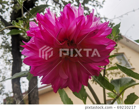 Purple dahlia flower on a summer day 69210217