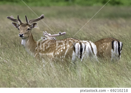 Wild young red deer Wild young red deer 69210218