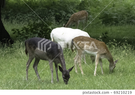 Wild young red deer Wild young red deer 69210219