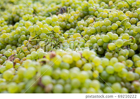 green grape wine green grape wine 69210222
