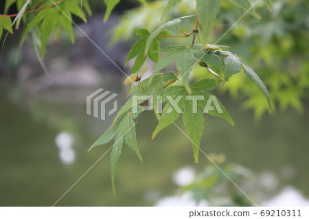 Summer maple and pond 69210311