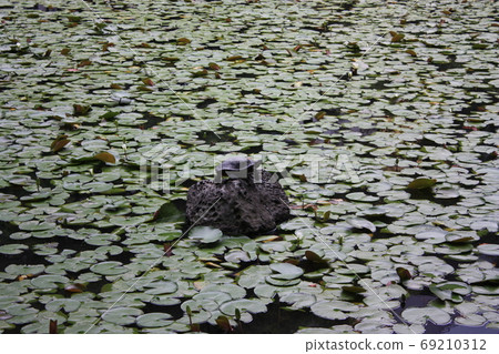 Turtle on the rock surrounded by water lily leaves in the pond 69210312