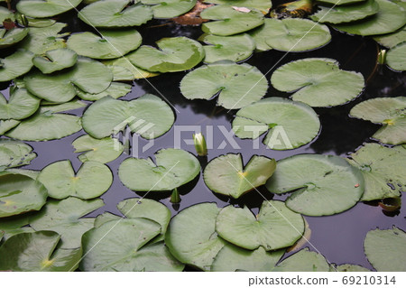 Water lily leaf and bud 69210314