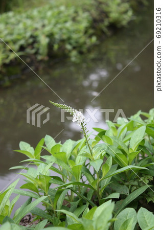 Water cuttlefish Water cuttlefish 69210316