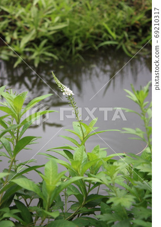 Water cuttlefish Water cuttlefish 69210317