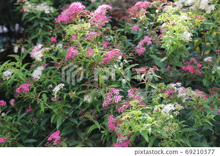 Genpira spirea與美麗的雙色花白色和深粉紅色的花朵 Genpira spirea與美麗的雙色花白色和深粉紅色的花朵 69210377