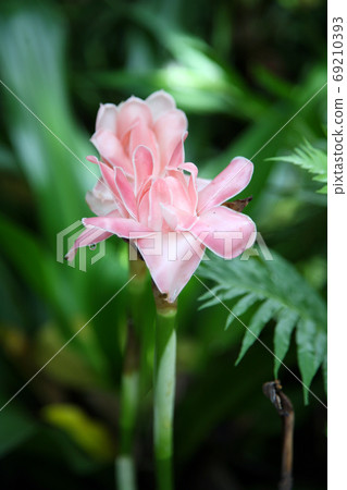 Etlingera elatior (torch ginger) in the summer garden 69210393