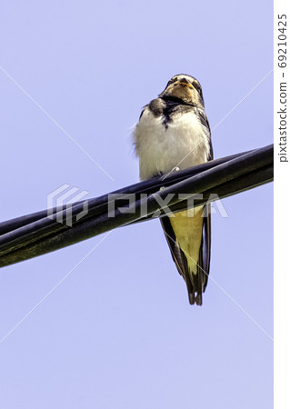 Red-rumped swallow (Cecropis daurica) - Choczewo, Pomerania, Poland 69210425