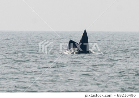 THAILAND PHETBURI WHALE WATCHING THAILAND PHETBURI WHALE WATCHING 69210490