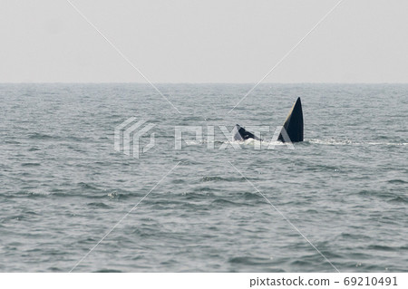 THAILAND PHETBURI WHALE WATCHING THAILAND PHETBURI WHALE WATCHING 69210491