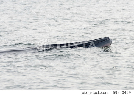 THAILAND PHETBURI WHALE WATCHING 69210499