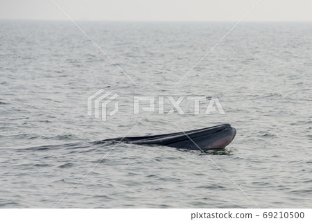 THAILAND PHETBURI WHALE WATCHING 69210500