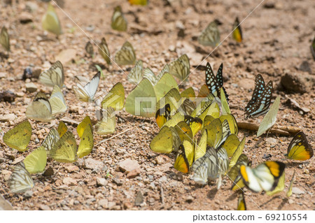 THAILAND PHETBURI KAENG KRACHAN NATIONAL PARK THAILAND PHETBURI KAENG KRACHAN NATIONAL PARK 69210554