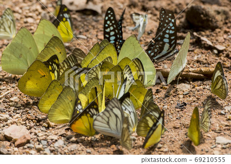 THAILAND PHETBURI KAENG KRACHAN NATIONAL PARK THAILAND PHETBURI KAENG KRACHAN NATIONAL PARK 69210555
