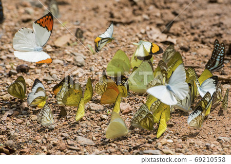 THAILAND PHETBURI KAENG KRACHAN NATIONAL PARK 69210558