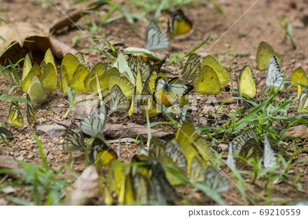 THAILAND PHETBURI KAENG KRACHAN NATIONAL PARK 69210559