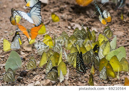 THAILAND PHETBURI KAENG KRACHAN NATIONAL PARK THAILAND PHETBURI KAENG KRACHAN NATIONAL PARK 69210564