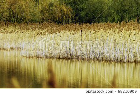 Golden reed - autumn in Bedfont Lakes Country Park, London, United Kingdom 69210909