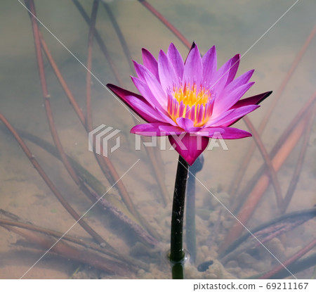 Blooming pink lotus in the pond Blooming pink lotus in the pond 69211167