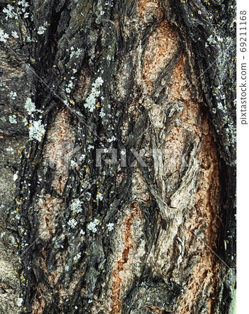 Closeup on bark of tree texture background Closeup on bark of tree texture background 69211168