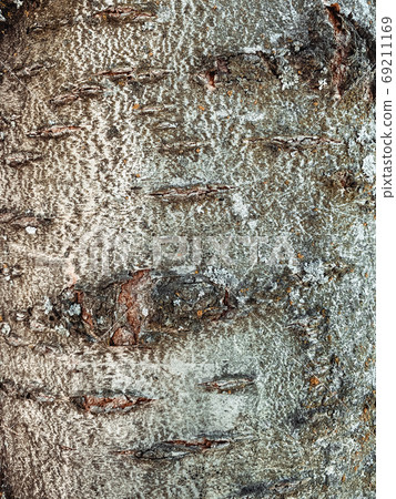 Closeup on bark of tree texture background 69211169