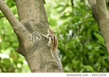 A striped rodents marmots chipmunks squirrel  69212036