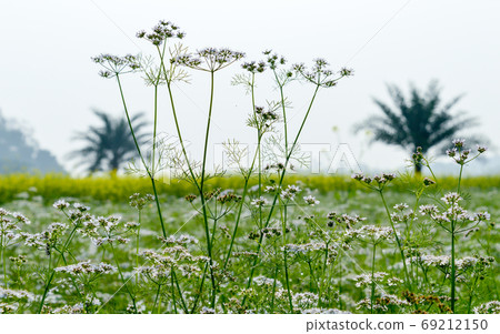 Green yellow Canola field and tree in a scenic agricultural landscape in rural Bengal Green yellow Canola field and tree in a scenic agricultural landscape in rural Bengal 69212150