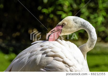Greater flamingo (Phoenicopterus roseus) - Spain Greater flamingo (Phoenicopterus roseus) - Spain 69212355