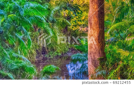 Indian jungle - Jim Corbett National Park, India Indian jungle - Jim Corbett National Park, India 69212455